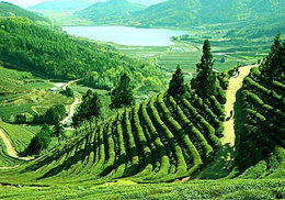 darjeeling exotic himalaya